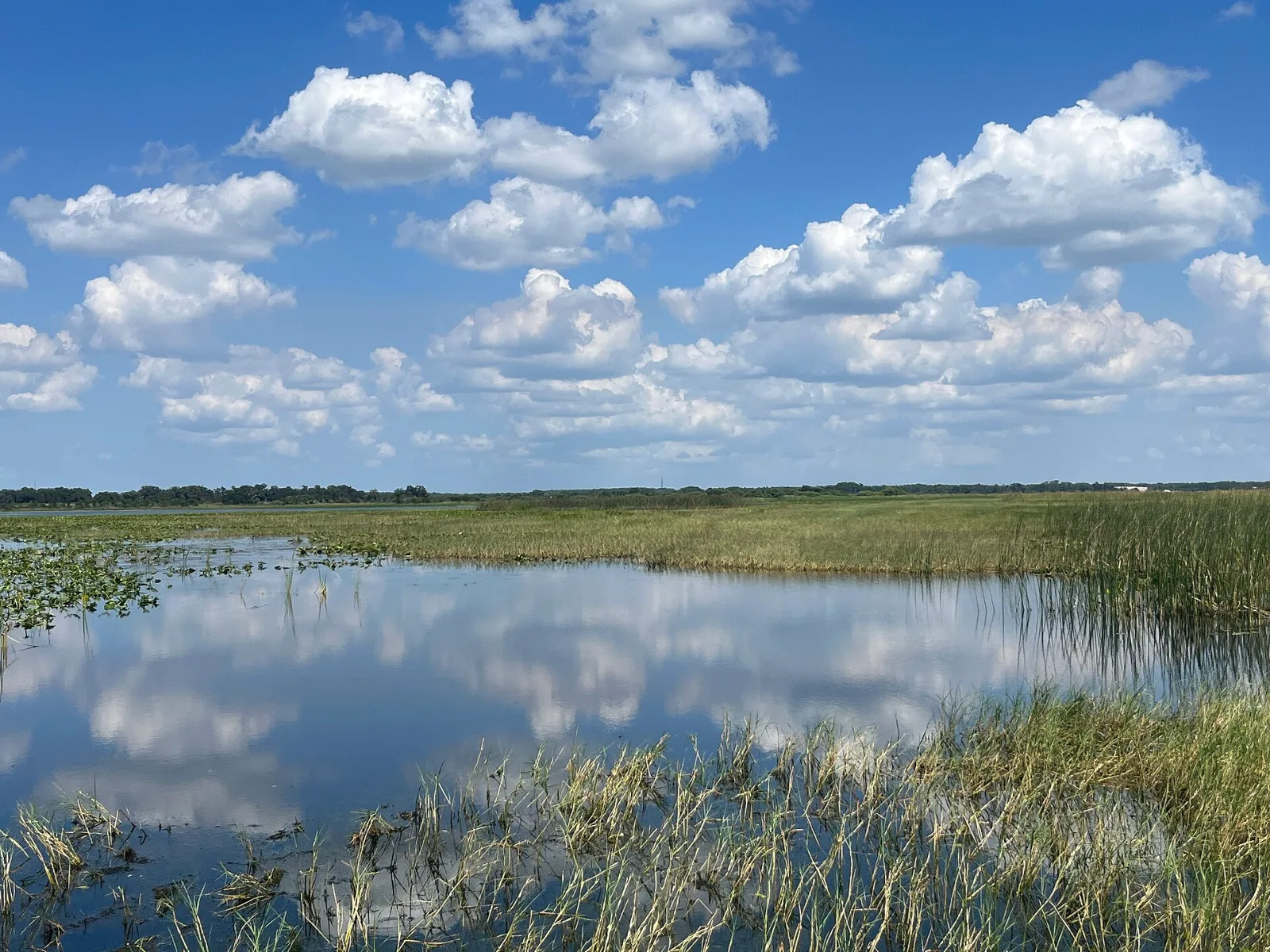 Marisma y aguas abiertas del lago East Tohopekaliga cerca de St. Cloud, Florida